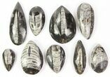 Lot: Polished Orthoceras Fossils Assorted Sizes - Pieces #77277-1